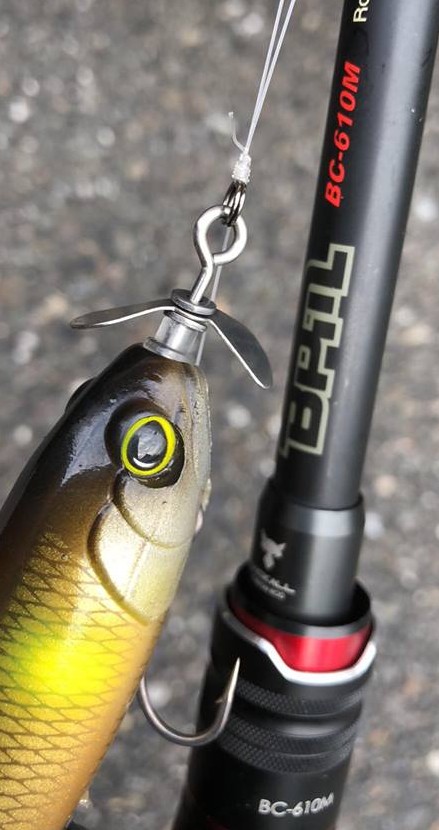 38801559_497358950709540_3502309602391752704_n