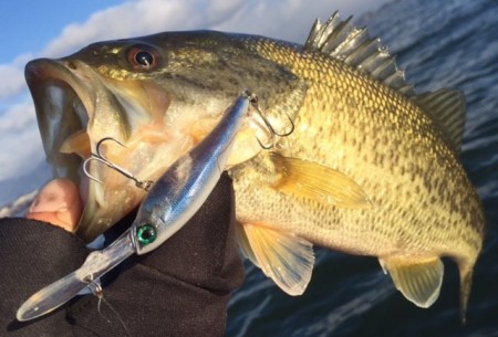 クレイジージャッカル ジャッカル SP HSシークレットカラーが58/68SPに追加ラインナップ！ - FRESH