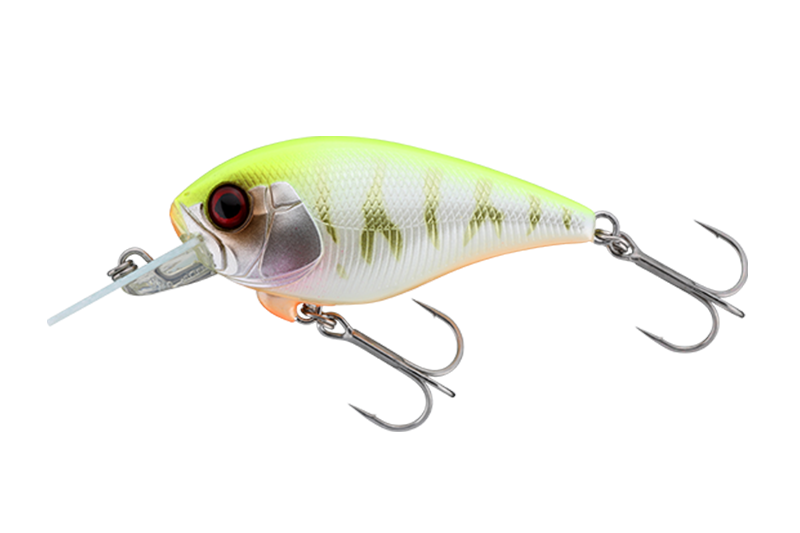 パールチャートタイガー