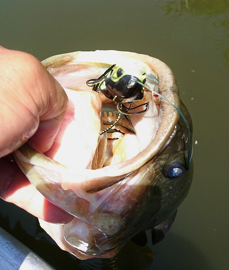 カエラが釣れる理由