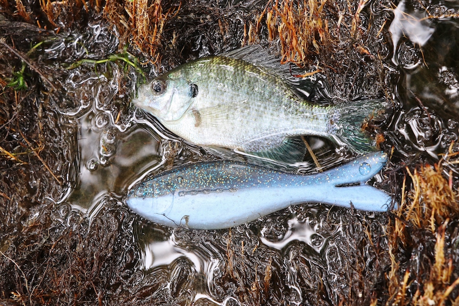 ダートアクションで捕食スイッチをいれる！デッドフィンダーター