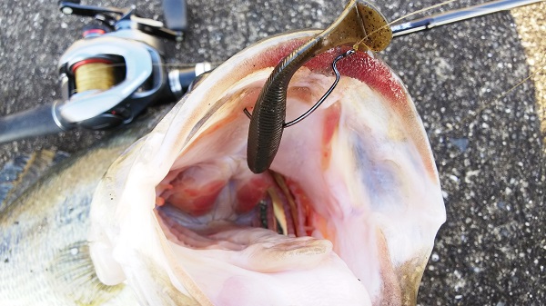 リズムウェーブで50UPスタート