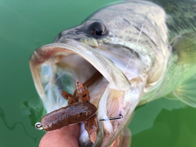 シザーコームの自発アクション