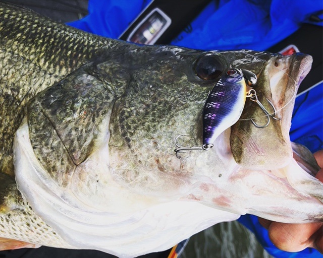 トリゴン60でモンスター捕獲！