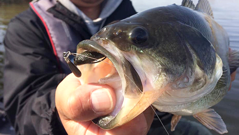 春のビッグバスを攻略する小さな巨人、FIVOSS 3″が熱い!