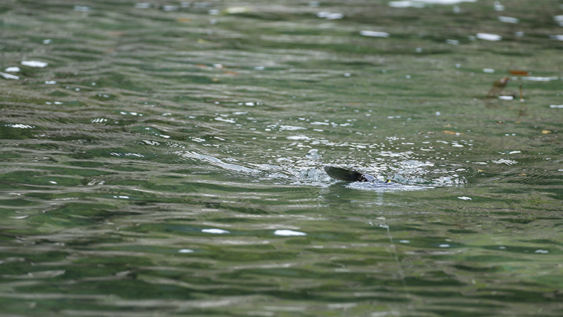 スローリトリーブを極める!RVクローラー徹底解説