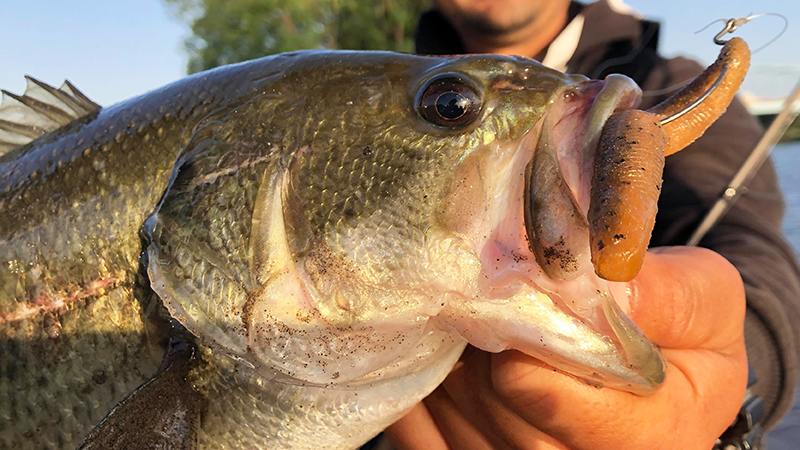 フワフワも、ズルズルも。必釣ルアー”ヤミィフィッシュ”はこう使う