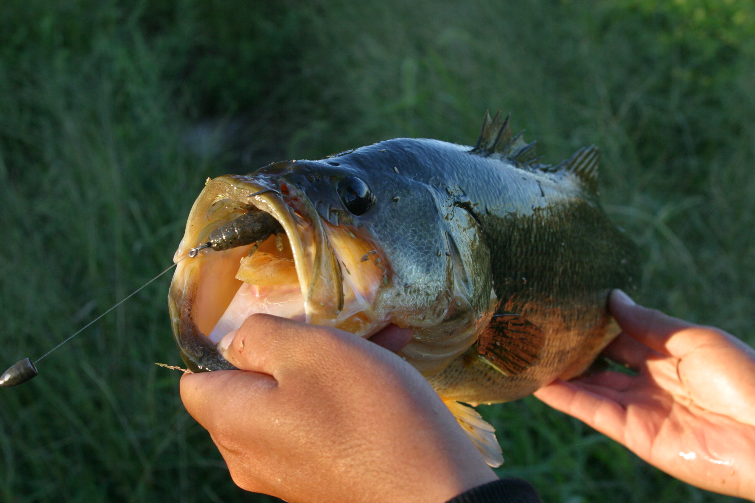 究極のストレートフックを目指して - FRESH WATER バス釣り ｜JACKALL