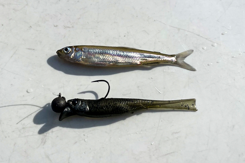 夏の相模湖で効いた「マッチ・ザ・ベイト」戦略/天野雄太