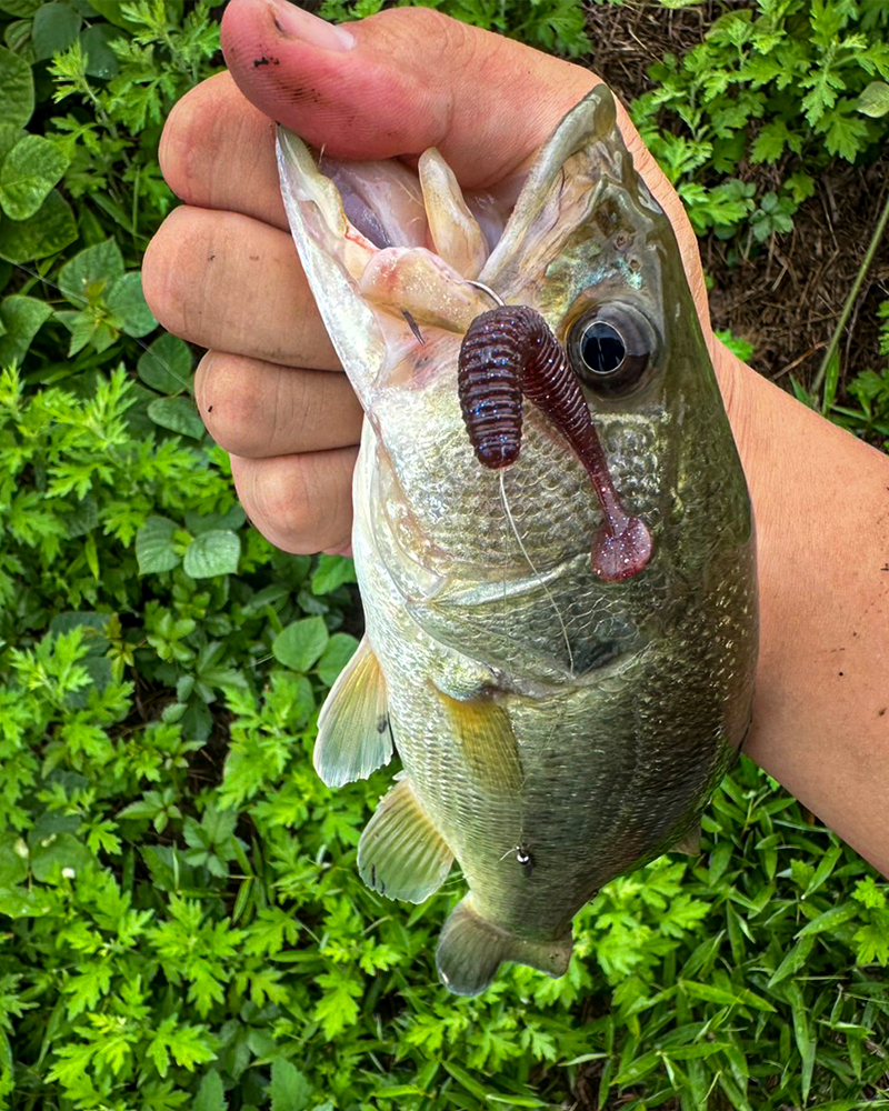 ダウンショットに最適！「スパイキックス2.5」の実戦的使い分け