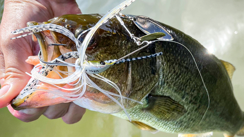 巻物秋到来！スーパードーンを使ったタフコンデション攻略/R&Dスタッフ