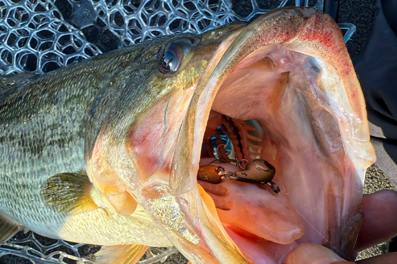 琵琶湖でデラクー祭り/南一貴