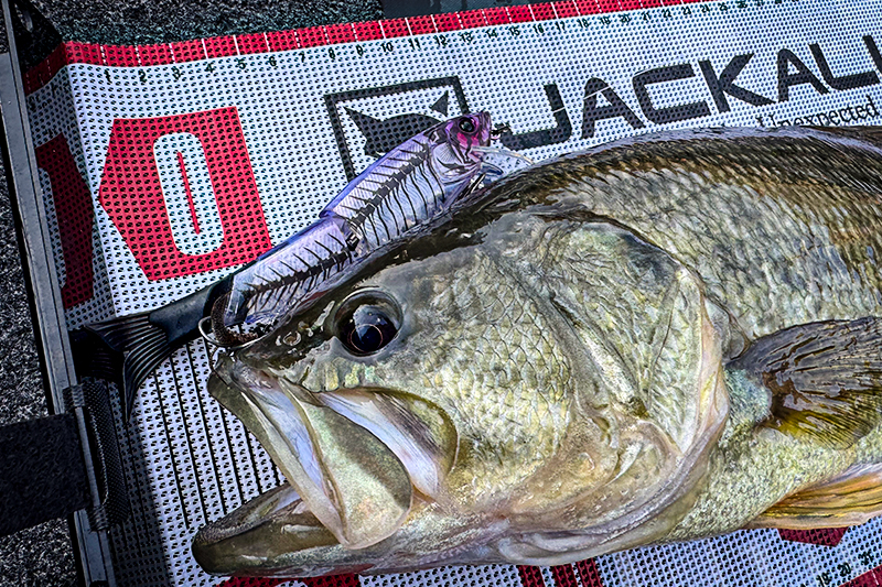 霞ヶ浦水系におけるマエコンJrの出しどころ/藤田夏輝