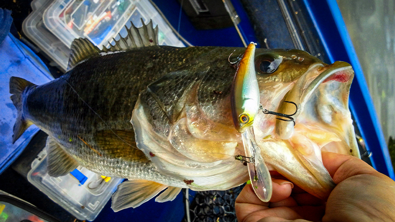 晩秋の高山ダムで連発。ソウルシャッド×キングジミーヘンジの実戦的使い分け/横山朋毅