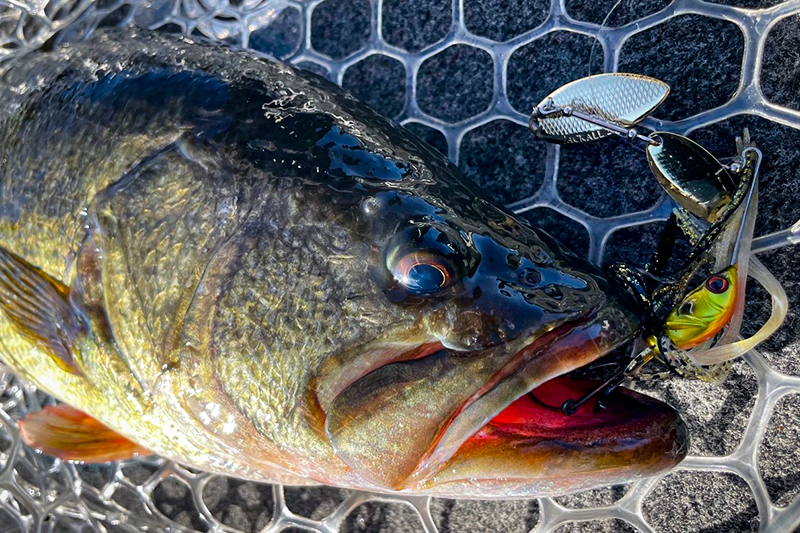 水温低下を攻略する、河口湖・晩秋の実釣ローテーション/天野雄太