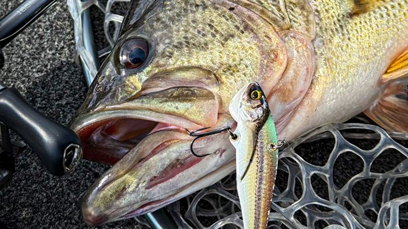 COLUMN - FRESH WATER バス釣り ｜JACKALL｜ジャッカル｜ルアー