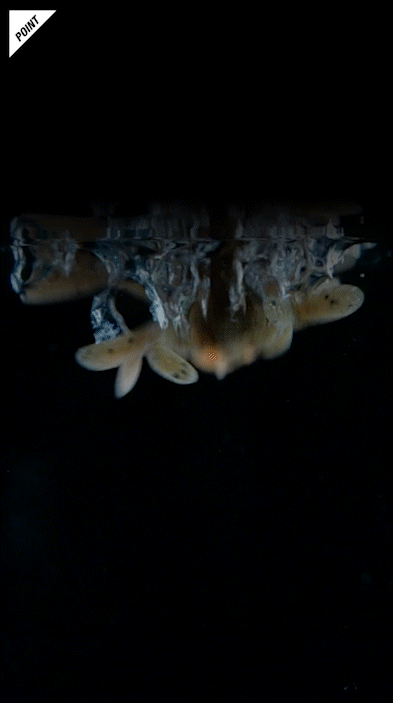 キングジミーヘンジミディアム KING JIMMY HENGE Medium 