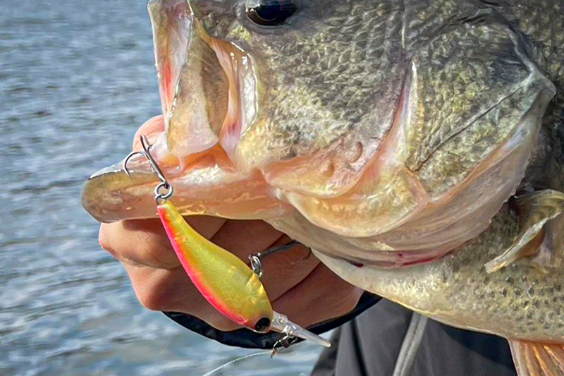 春の定番「ソウルシャッド」。サイズ使い分けで釣果を伸ばす/天野雄太