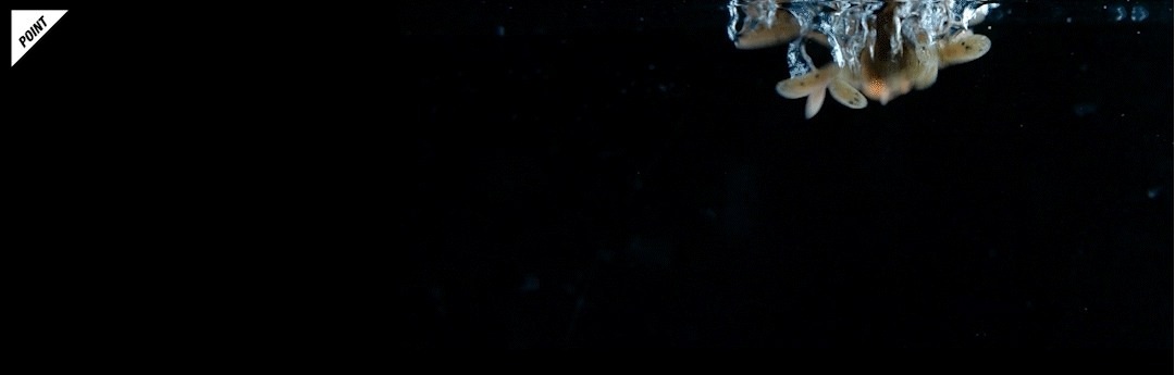 キングジミーヘンジミディアム KING JIMMY HENGE Medium 