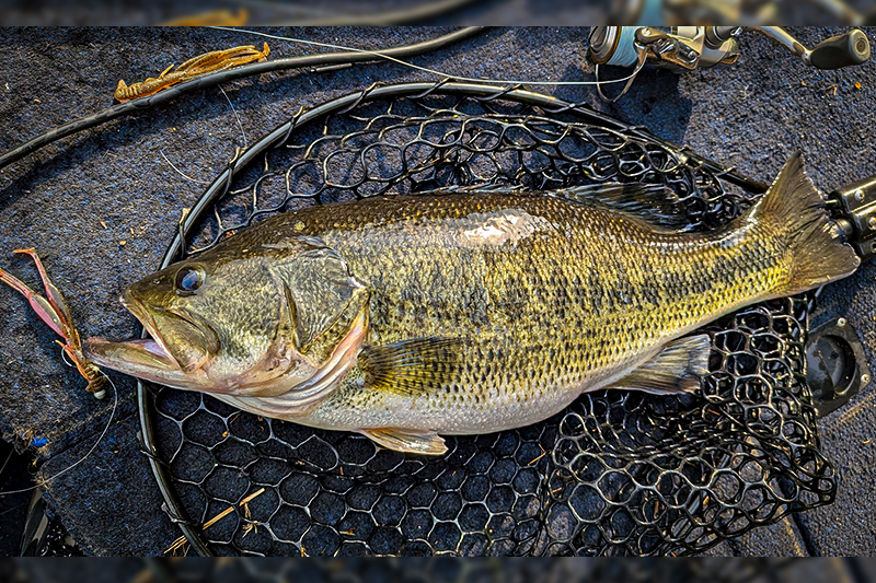 紀の川と高山ダムで捉えたビッグフィッシュ戦略/横山朋毅
