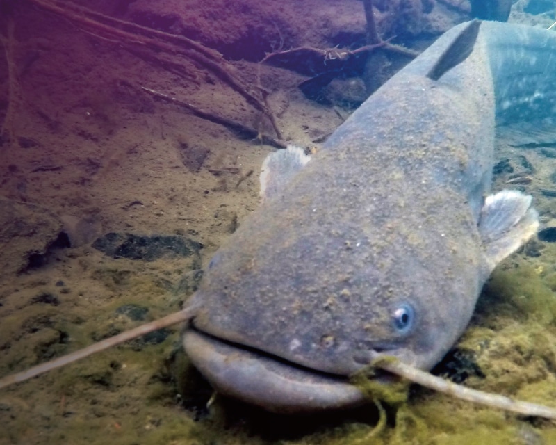 ジャッカル ゲームフィッシュ