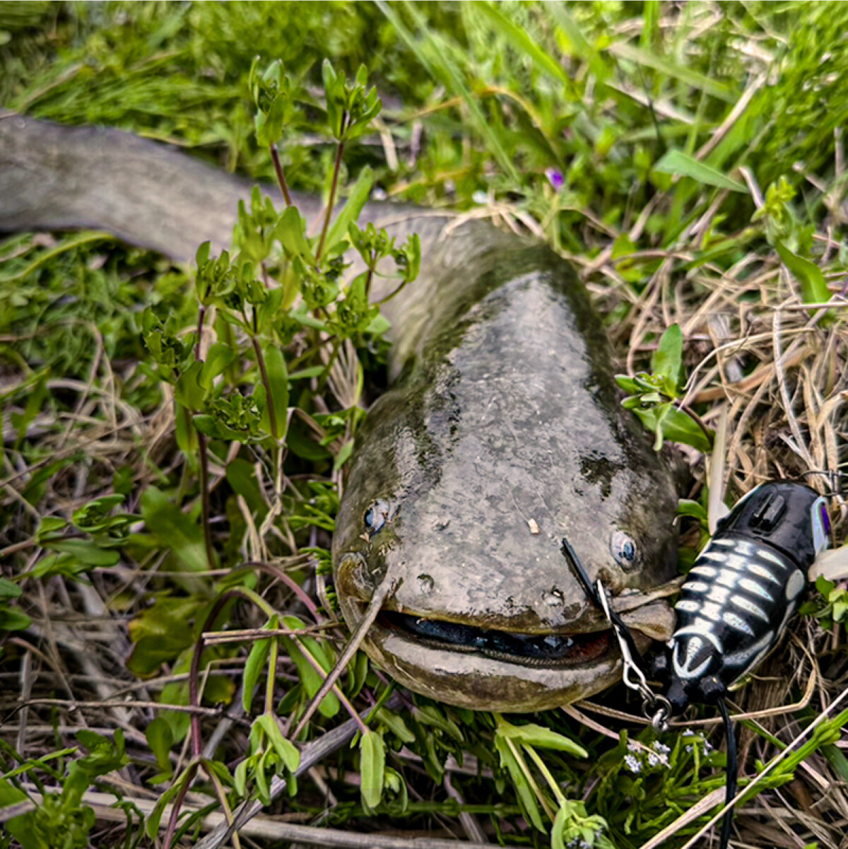 ジャッカル ゲームフィッシュ