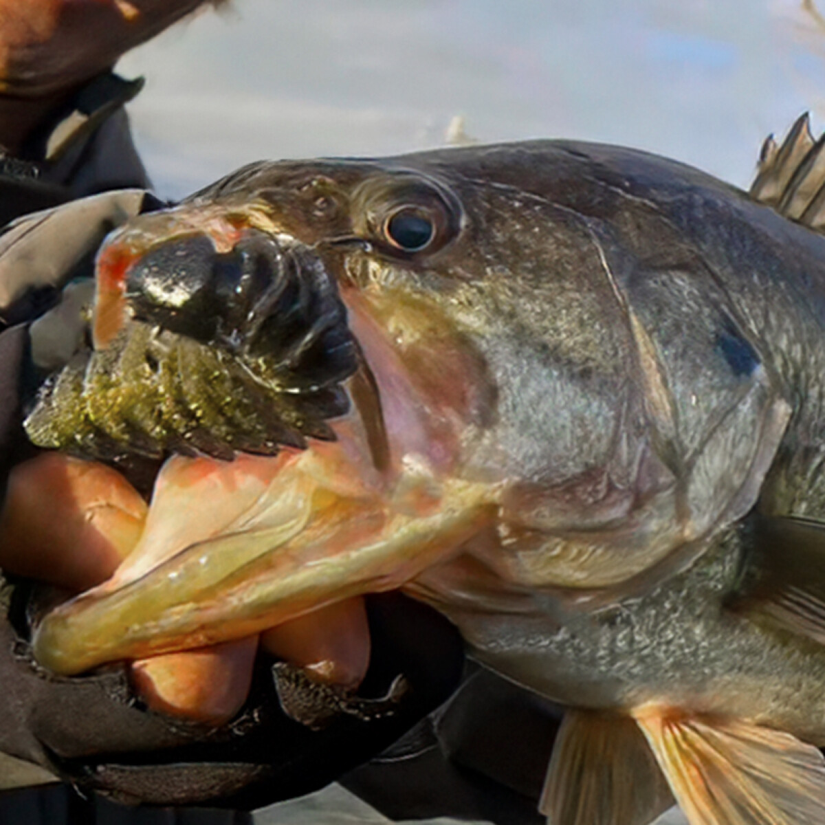 ジャッカル BASS バス釣り