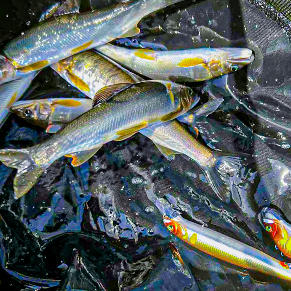 ジャッカル ゲームフィッシュ