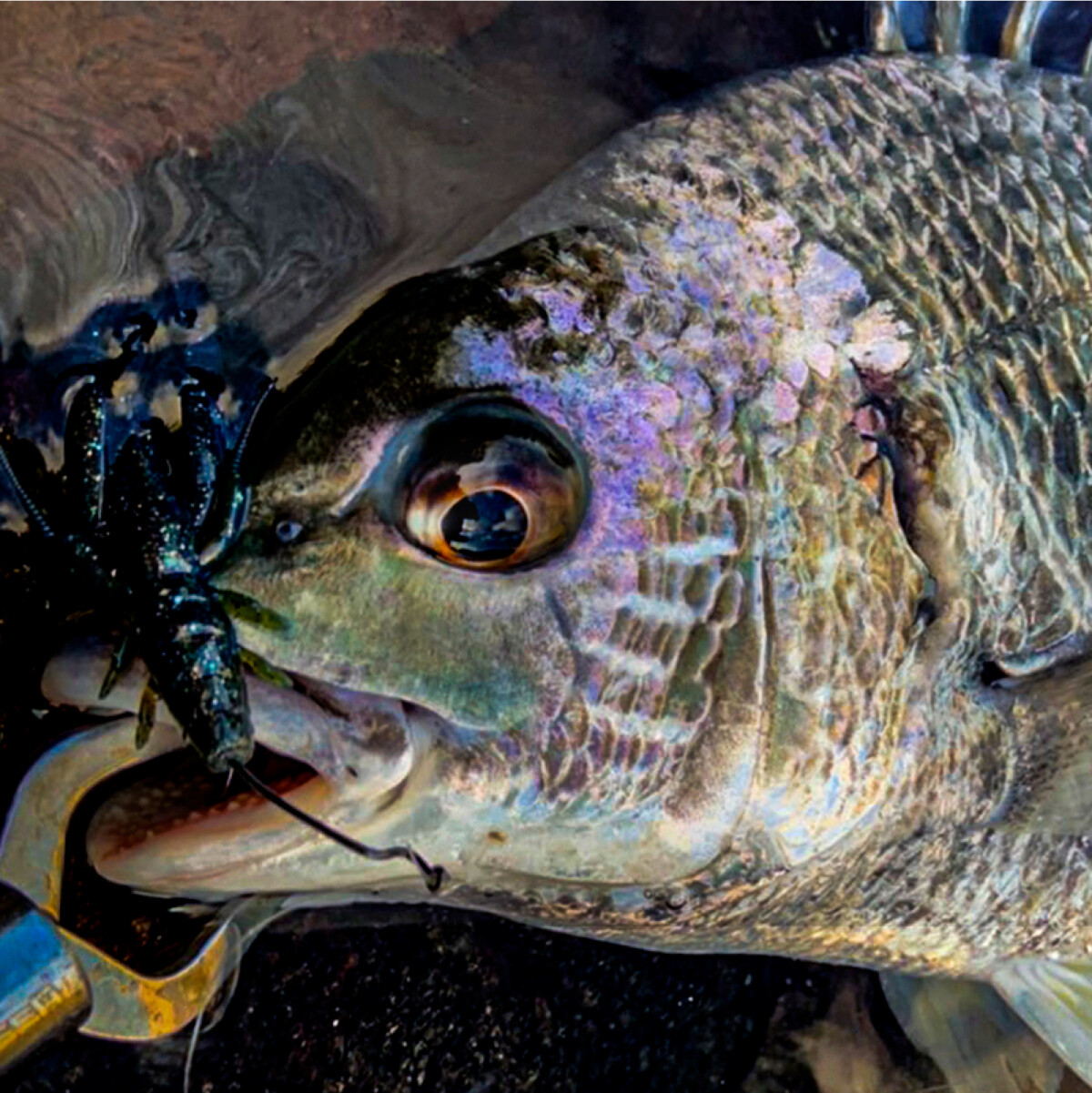 ジャッカル SALT SHORE 海釣り ショアキャスティング