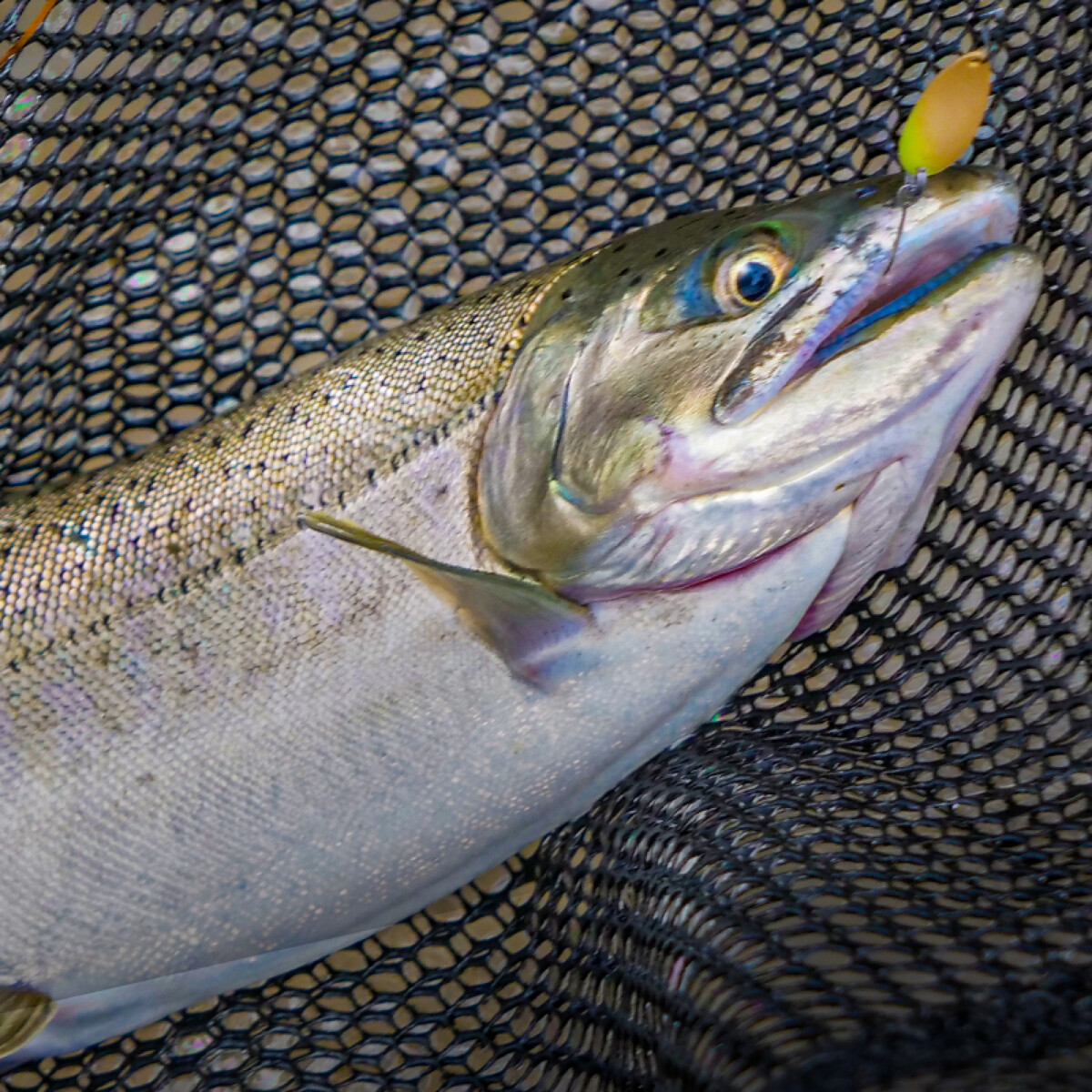 ジャッカル TROUT 鱒・トラウト釣り