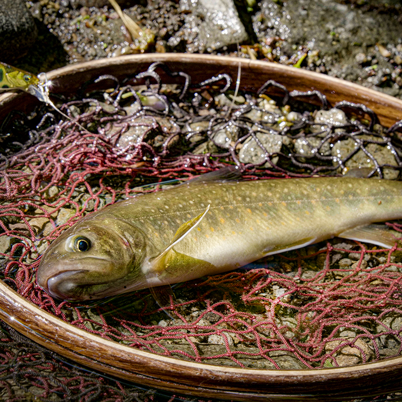 ジャッカル TROUT 鱒・トラウト釣り