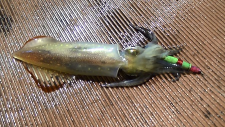 ピッカピカきっれいな！ブルータイガーアイたん！ピッカピカ！ズドーンとくる！ 楽天市場】ブルータイガーアイ 天然の通販