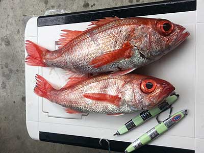 シンカイザーで攻略‼ アカムツシーズン開幕 - SALT WATER 海釣り