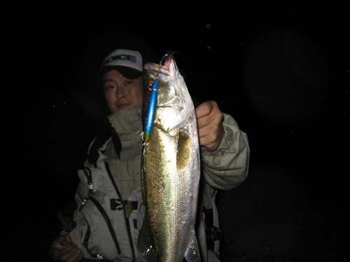 吉野川はコンスタントに釣れてます！