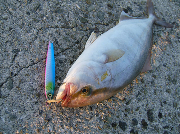 レーザージグでカンパチ Salt Water 海釣り Jackall ジャッカル ルアー レーザージグでカンパチ Salt Water 海釣り Jackall ジャッカル ルアー