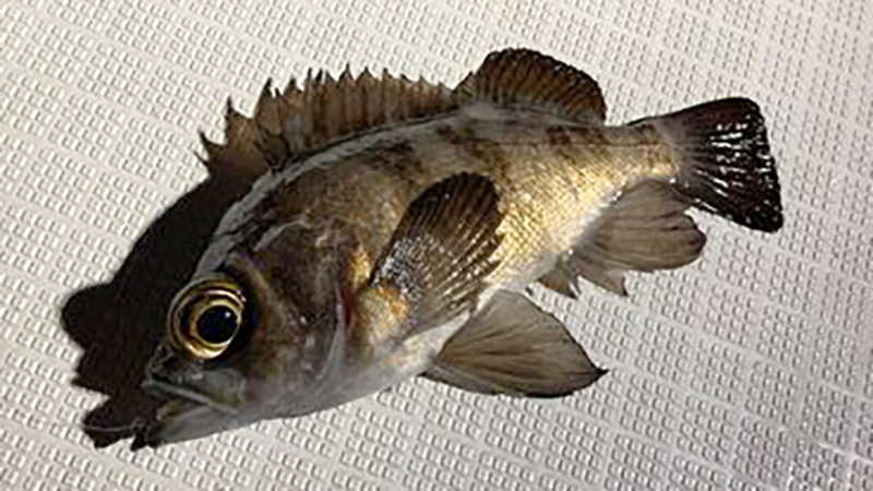 大阪湾の春告魚/メバルゲーム真っ盛り