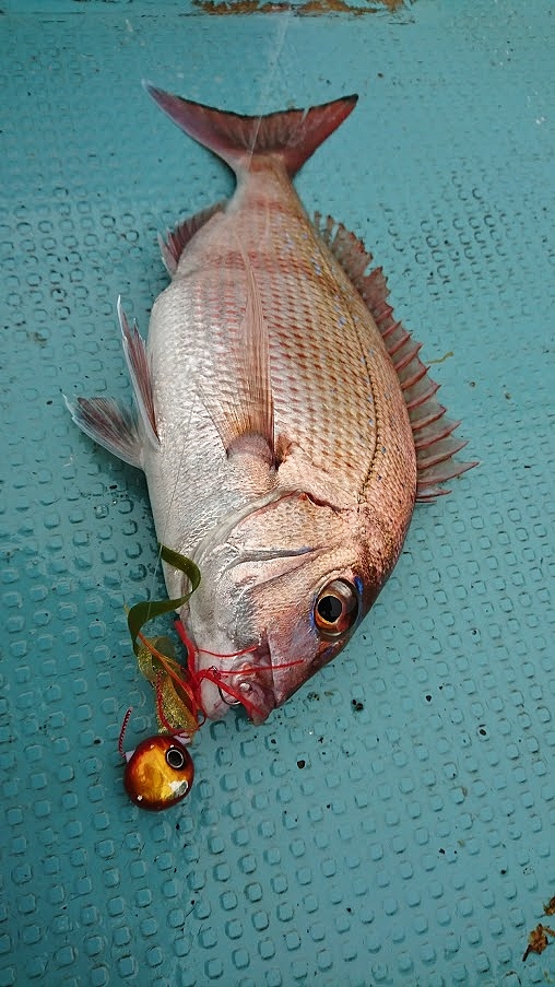 石川県穴水鯛カブラ