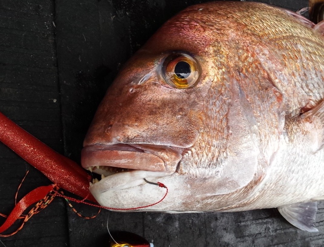 スルメデスで宇和海ビッグレッド！