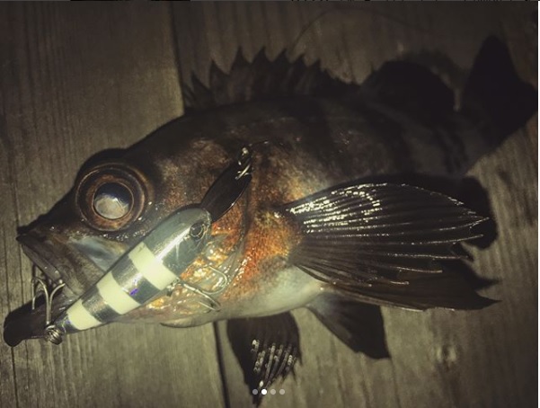 ライザーベイト004でメバルトップゲーム