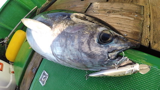 大型魚対応 最大サイズ ″ライザーベイト015P″ 実釣PV公開