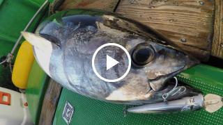 大型魚対応 ″RISER BAIT 015P″ (ライザーベイト 015P) / ヒラマサ・マグロ編