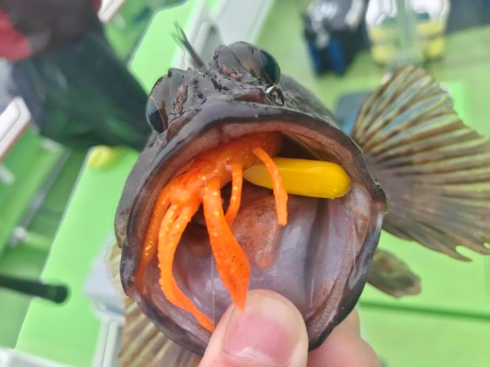 沖釣りちびチヌヘッド