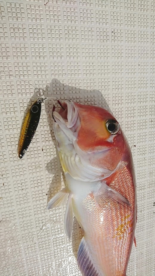 富山タイラバ＆タイジグゲーム