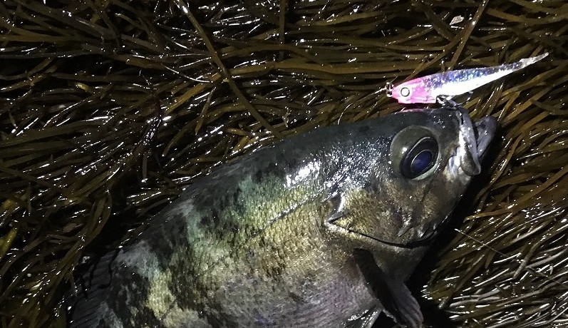 厳冬期の熱いメバリングゲーム