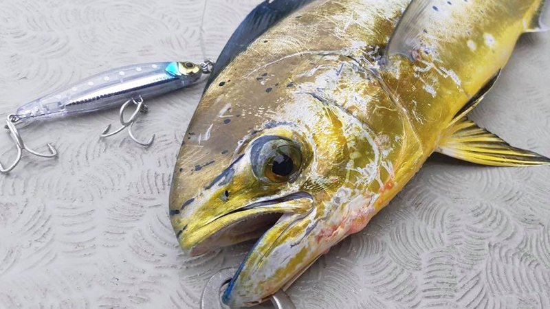 ナブラ一撃、ビッグバッカーフォールトリックで狙い撃て!