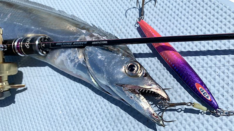 シーズン先取り、東京湾タチウオ探検釣行へ