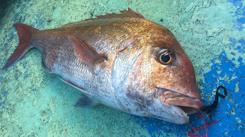 ヘビーディープドテラで攻略する御前崎の鯛ラバゲーム