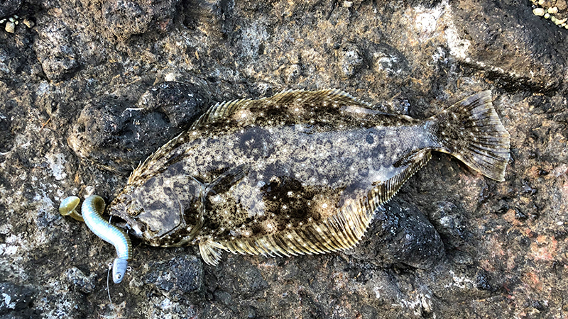 ショアキャスティングのジグヘッドリグはトータルバランスで。