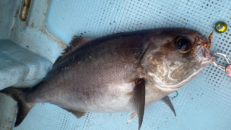 プロトタイプ″ネクタイ″で好釣果！/新製品デュアルカーリー