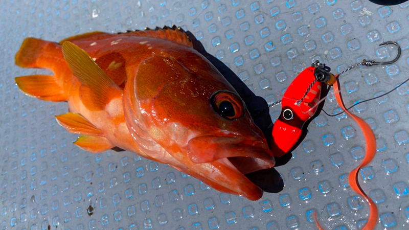 【ビンビンスイッチ/タイラバ】状況に合わせたアプローチ